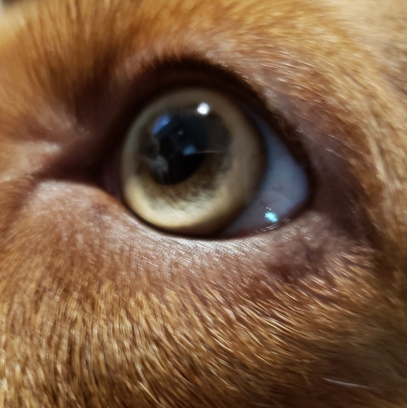 patchesdowey